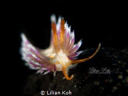 P H O E N I X
Flabellina by Lilian Koh 